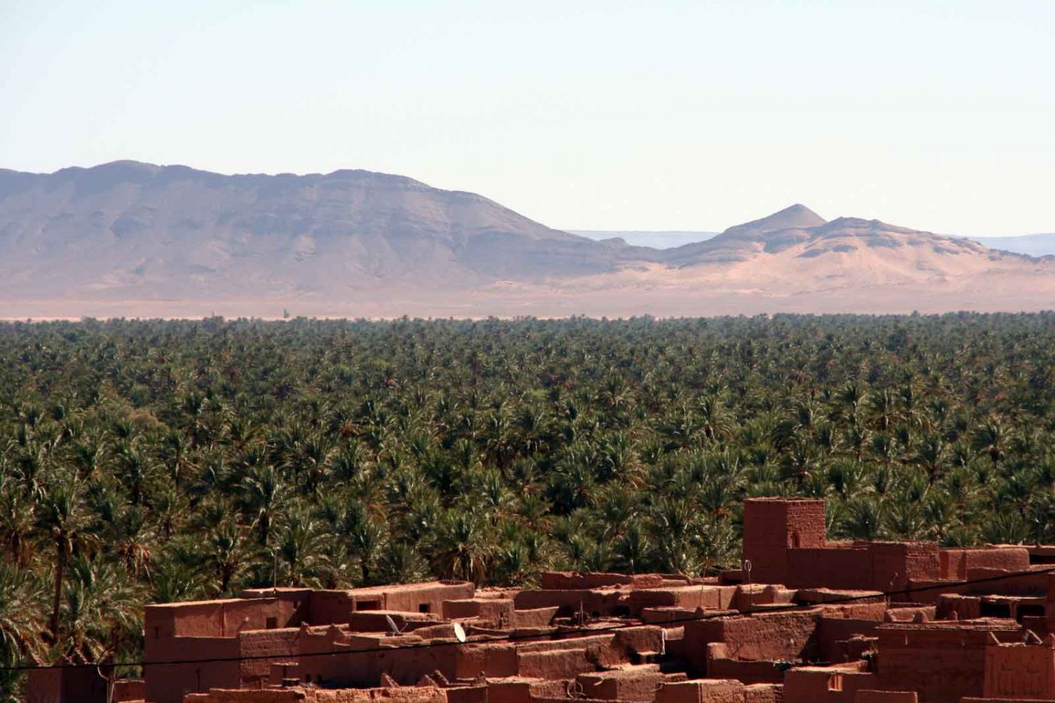 oasis zagora palme