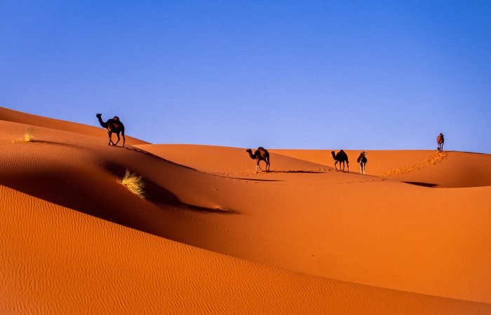 DESERT TOUR FROM CASABLANCA IN 9 DAYS